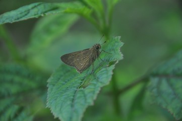 Butterfly in flower garden