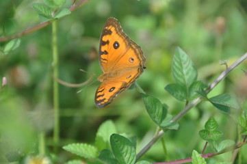 Butterfly in flower garden