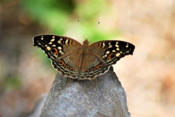 Butterfly in flower garden