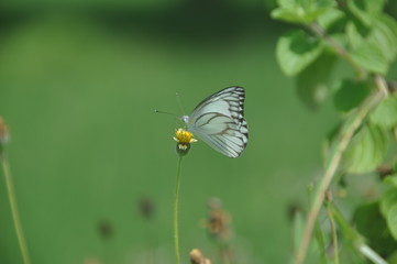 Butterfly in flower garden