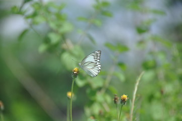 Butterfly in flower garden