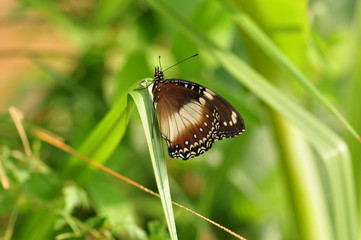 Butterfly in flower garden
