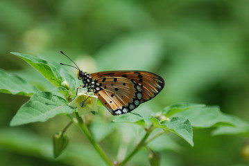 Butterfly in flower garden