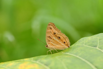 Butterfly in flower garden