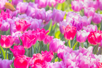 Obraz premium colorful tulips garden in spring