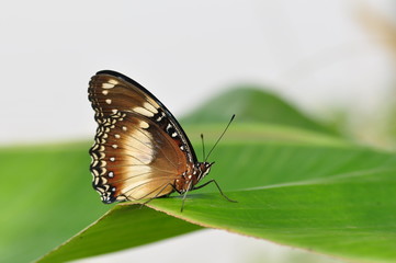 Obraz na płótnie Canvas Butterfly in flower garden