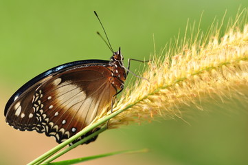 Butterfly in flower garden