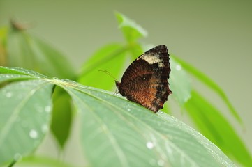 Butterfly in flower garden
