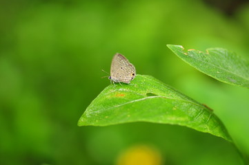 Butterfly in flower garden