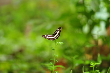 Butterfly in flower garden