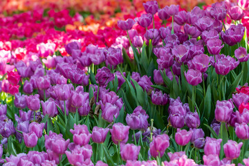colorful tulips garden in spring