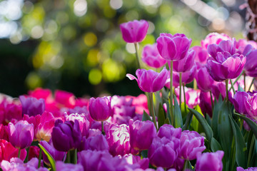 Fototapeta premium colorful tulips garden in spring
