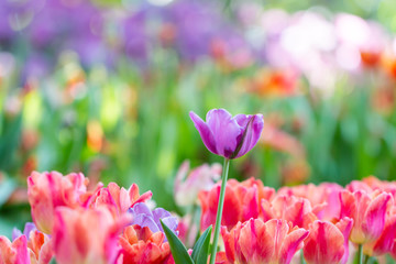 colorful tulips garden in spring