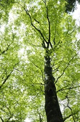 森の新緑広がる