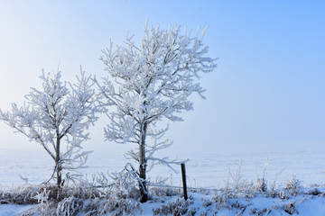 Frost Covered Landscape