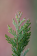 Raindrops on incense cedar in an Oregon forest