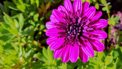 Obraz premium Osteospermum ecklonis