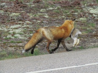 The Fox's Hare