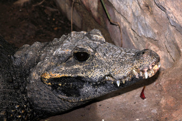 closeup of a dwarf crocodile