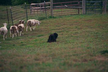 sheepdog hearding sheep in a field in the summer