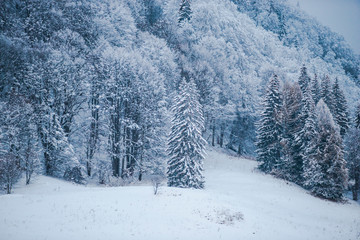 Winter landscape