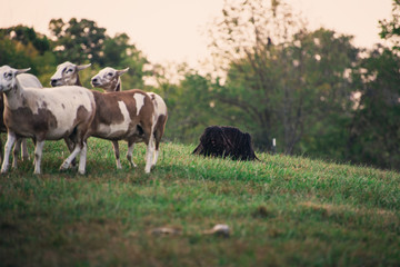 sheepdog hearding sheep in a field