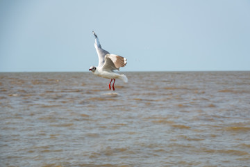 Fototapeta na wymiar Flying seagull in Thailand