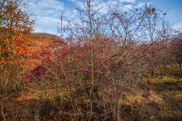 Autumn landscape