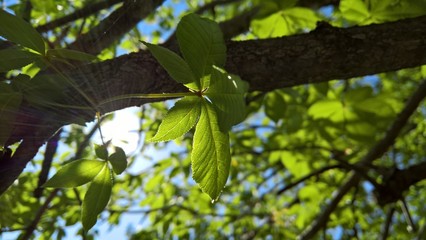 Sun Rising Through a Buckeye Tree