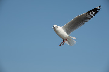 Flying seagull in Thailand