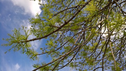 Green Ash in Bloom
