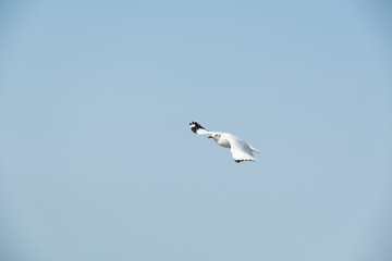 Flying seagull in Thailand