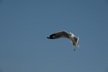 Flying seagull in Thailand