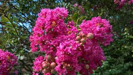 Crape Myrtle in Bloom