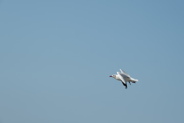 Flying seagull in Thailand