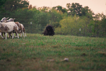sheepdog hearding sheep in a field