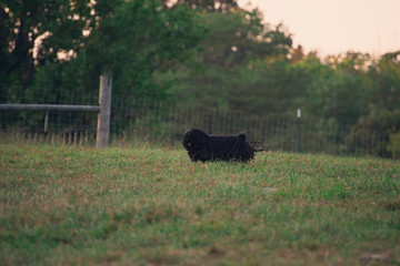 sheepdog hearding sheep in a field