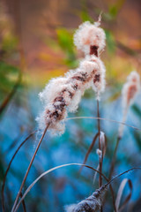 Autumn landscape