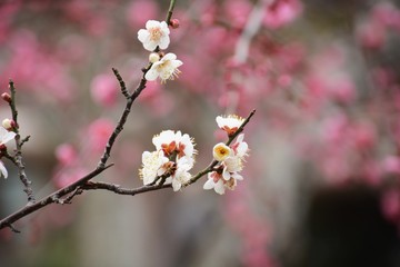 Japanese plum blossoms are in full bloom.