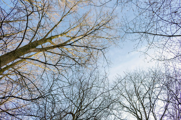 Fototapeta na wymiar Baumkrone von unten bei blauem Himmel im Winter. Standort: Deutschland, Nordrhein-Westfalen, Borken
