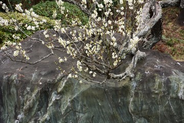 Japanese plum blossoms are in full bloom.