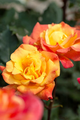Orange/yellow roses in garden