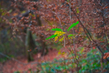 Autumn landscape