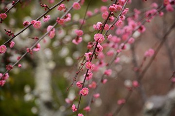 Japanese plum blossoms are in full bloom.