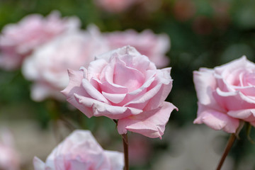 Pink roses in garden