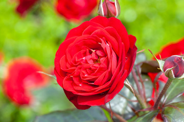 Red roses in garden