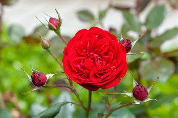 Obraz premium Red roses in garden