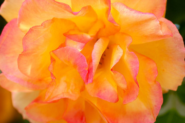 Fototapeta na wymiar Orange/yellow roses in garden