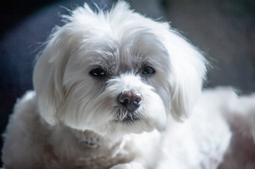 white maltese dog