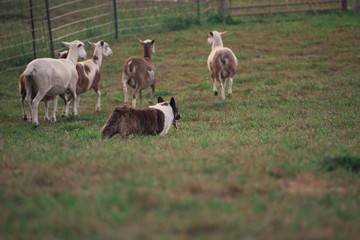 dog in a field herding sheep